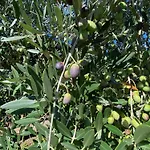 Podere Casanuova * סן ג'ימיניאנו