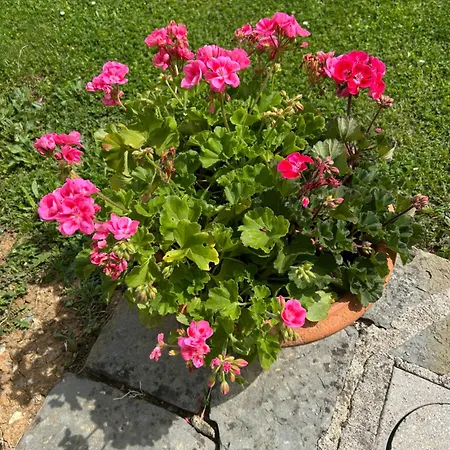 Podere Casanuova Farm stay *