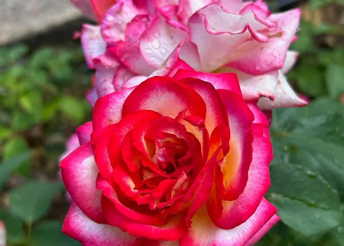 Podere Casanuova * San Gimignano