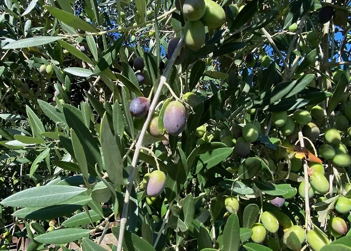 Podere Casanuova * San Gimignano